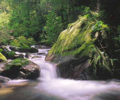 A Costa Rican stream.