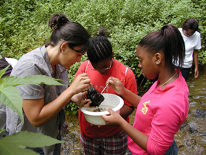 A teacher and three students scraping rocks in a stream to collect macroinvertebrates.