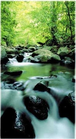 This pristine stream in Costa Rica is a tropical research site for Stroud Center’s scientists.