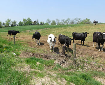 A fence keeps cows away from the stream.