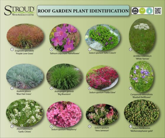 View of Green Roof Plants