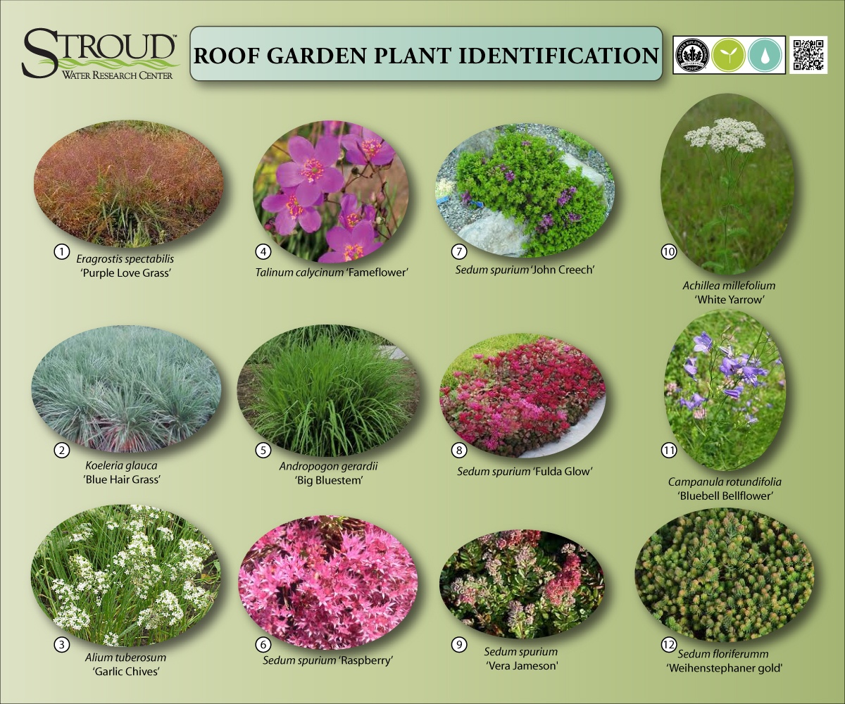 Green Roof Plants