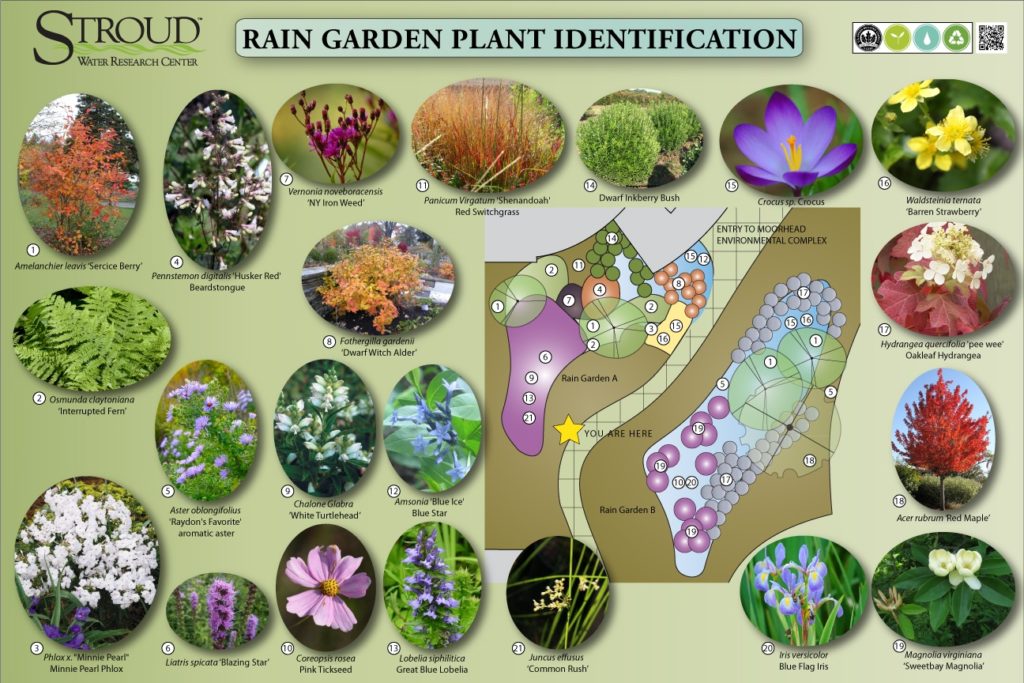 Rain garden plant identification at Stroud Water Research Center.