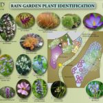 Rain Garden Plant Identification signage.
