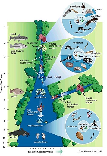River Continuum Concept diagram showing how the nature of biological communities changes in a downstream direction