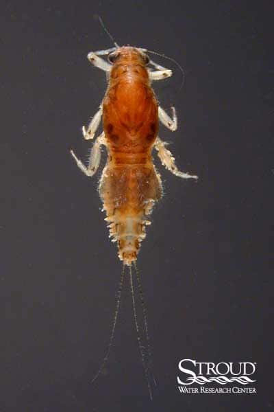 Caenidae (small squaregill mayflies)