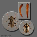 Elmidae (riffle beetles)