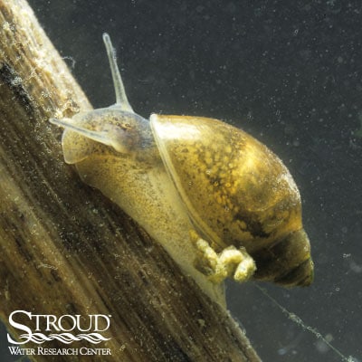 Gastropoda (snails)