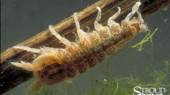 Isopoda (aquatic sowbugs)