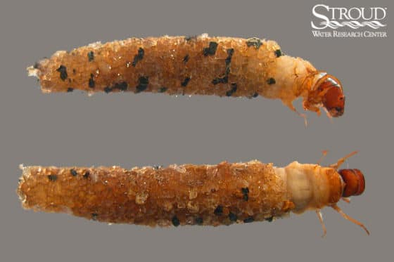 Macroinvertebrate Photo Gallery