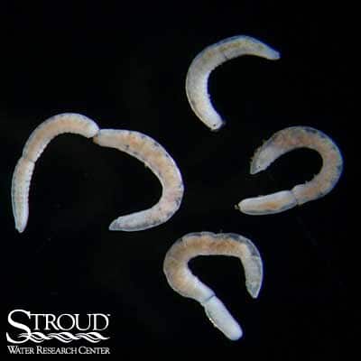 Naididae (naidid worms)