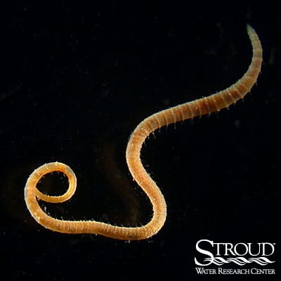 Oligochaeta (aquatic earthworms)