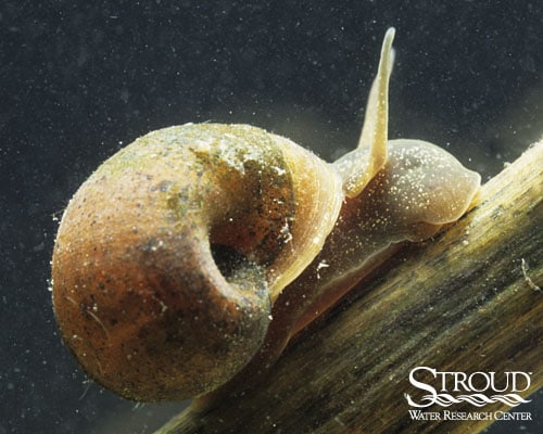 Planorbidae (planorbid snails)