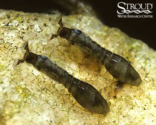 Simuliidae (black flies)