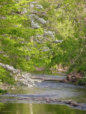 Dogwood trees blooming along the banks of White Clay Creek.