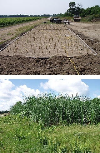 A newly planted constructed wetland (top) and the same site two years later.
