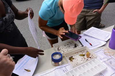 A person identifies aquatic insects using a mobile app.