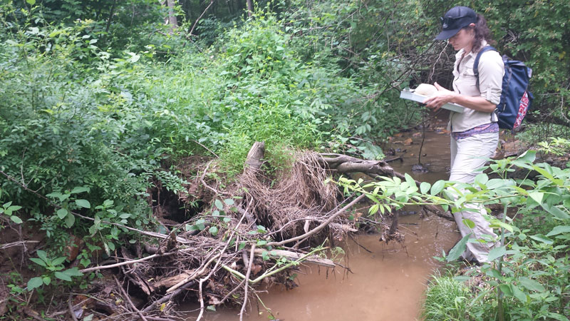 Jennifer Matkov catalogs woody debris in a stream.