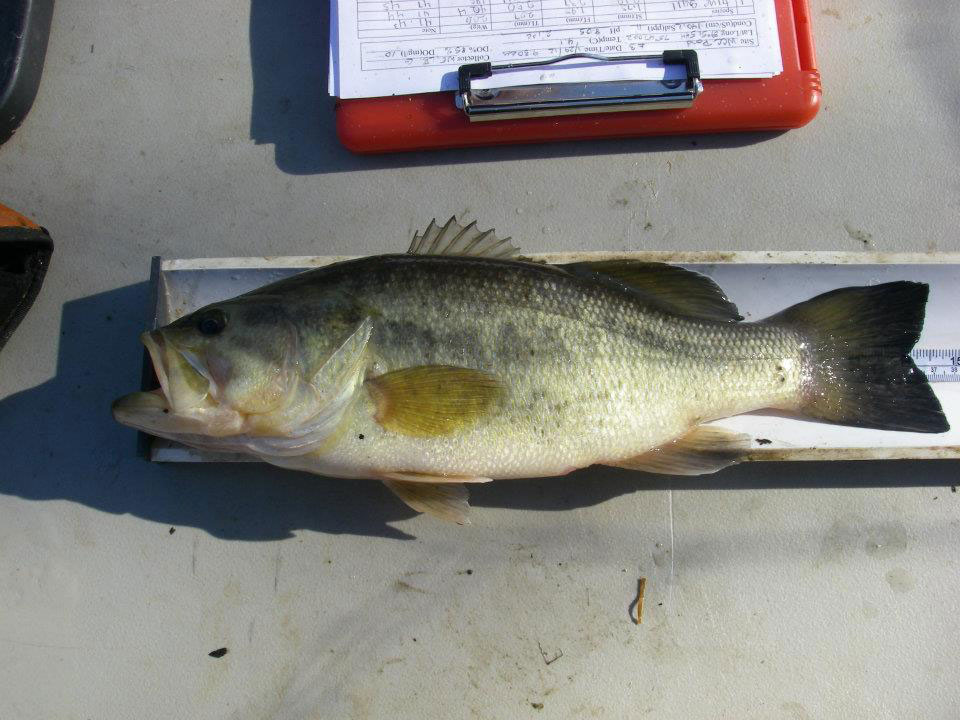 A pond fish being measured before being released.