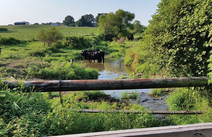 Photo of cows standing in a stream
