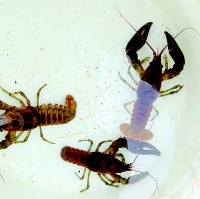 Three crayfish in a dish of water.