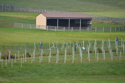 A newly planted riparian buffer with a barn in the background.