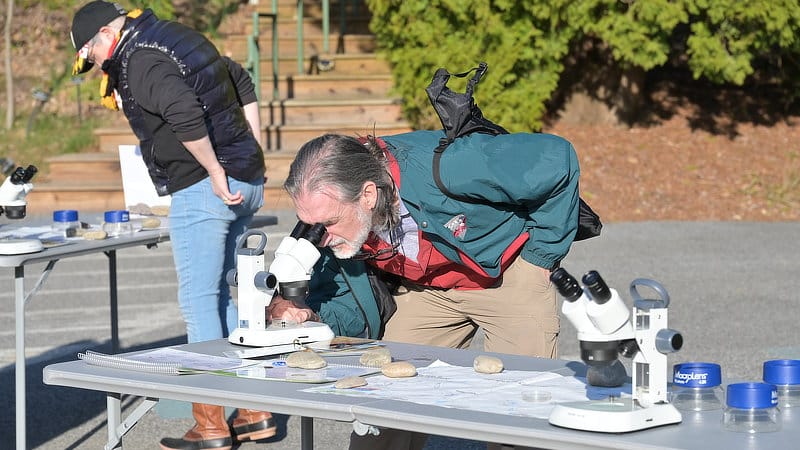 A man views aquatic macroinvertebrates through a microscope.