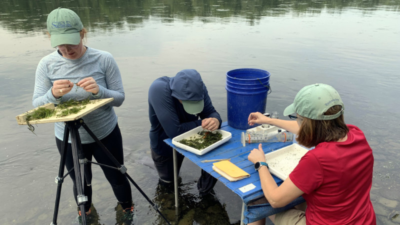 Stroud Center entomologists have been sampling macroinvertebrates in the Susquehanna River near Procter & Gamble’s Mehoopany plant since 1974.