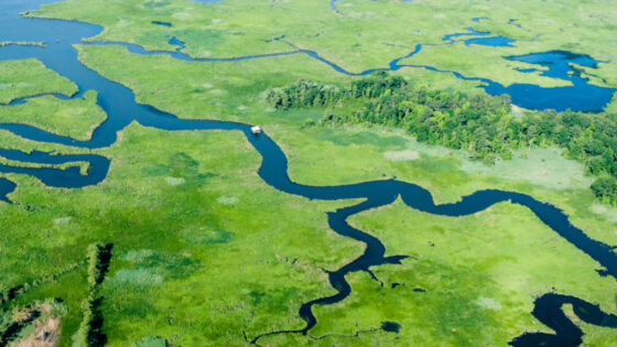 An aerial view of Choptank River Wetlands.