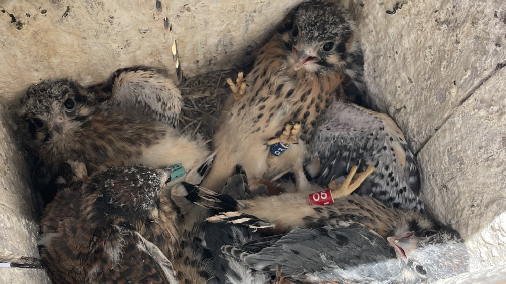 American kestrel nestlings after receiving their color bands.