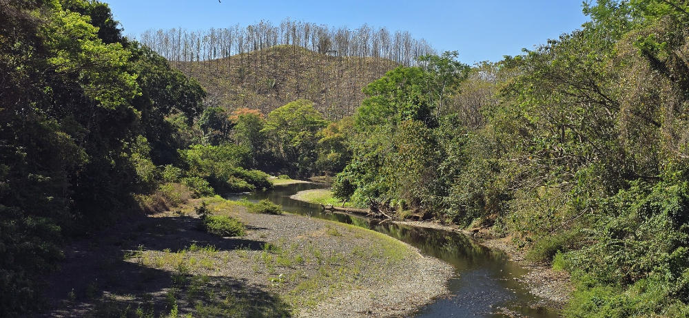 Ario River near a teak plantation in Belize