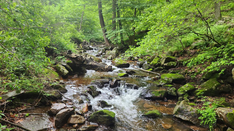 A small stream meanders through a Pennsylvania forest.