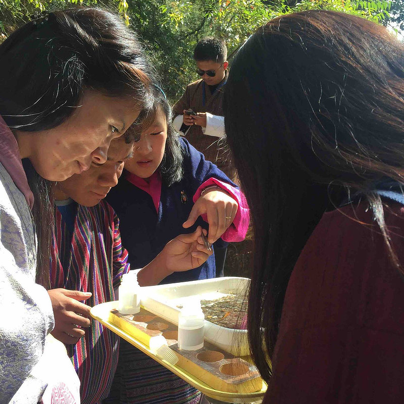 Bhutanese women identify aquatic macroinvertebrates.