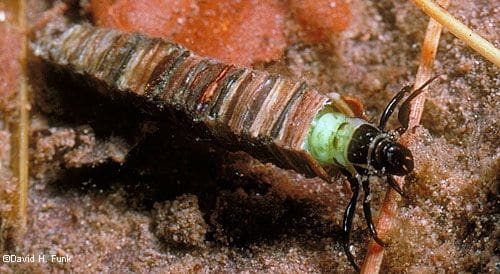 Brachycentrus caddisfly larva in Neversink River, New York.