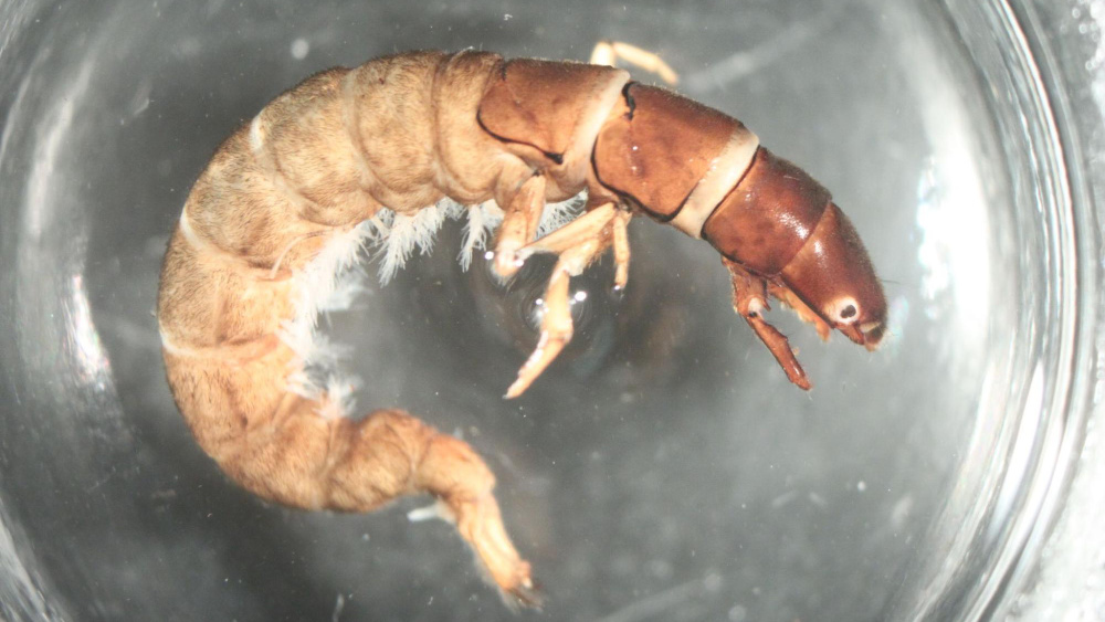 A caddisfly larva from a stream in Belize.