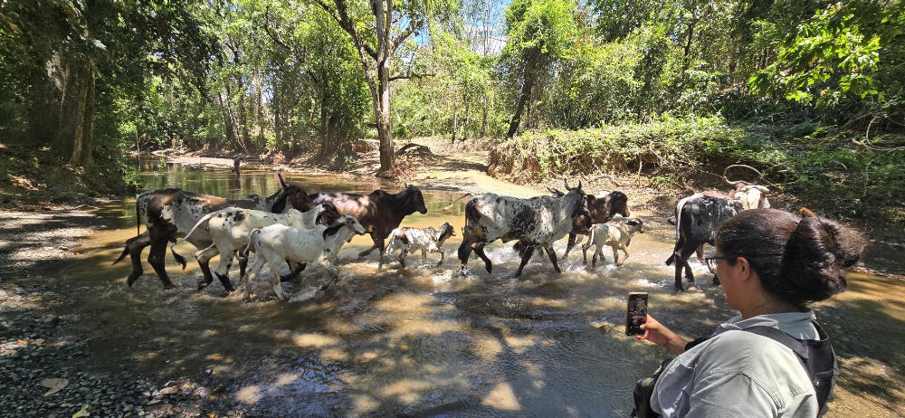 Cattle crossing Ario River in Belize.