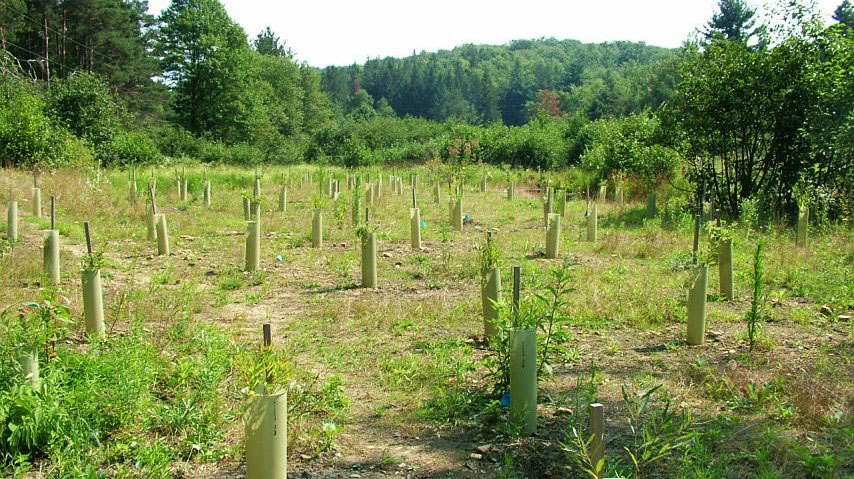 A recently planted riparian buffer in Dayton, Pennsylvania. The saplings are in tree sleeves to protect against deer and rodent damage. A recently planted riparian buffer in Dayton, Pennsylvania. The saplings are in tree sleeves to protect against deer and rodent damage.
