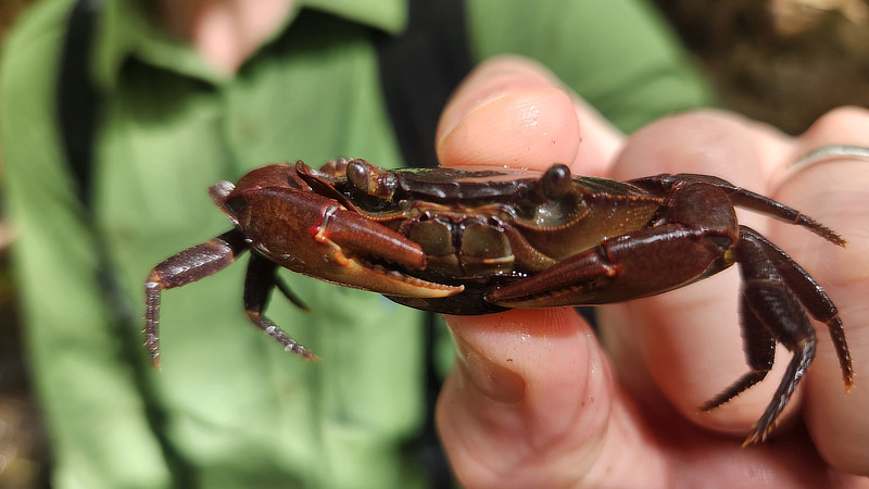 A scientist holds a crab captured from a Costa Rican stream.