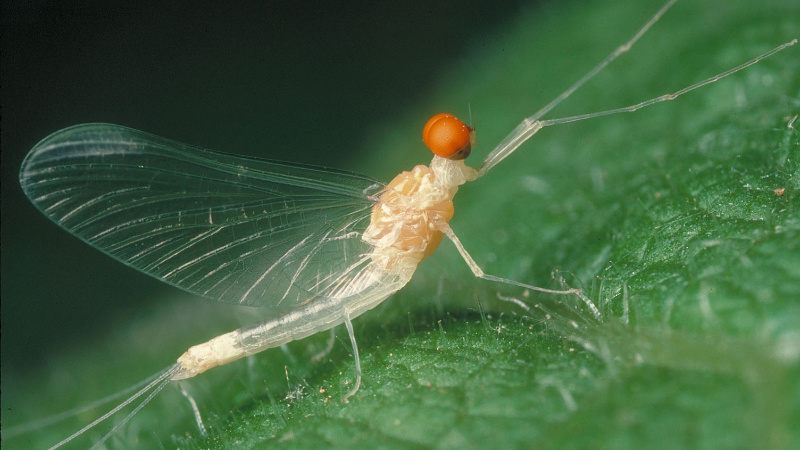 Dorothea mayfly by Dave Funk.