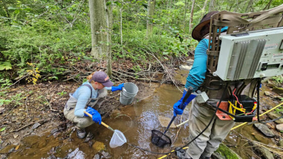 Electrofishing in a headwater stream.