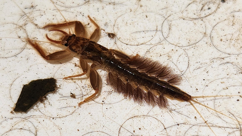 Euthyplocia mayfly from a Costa Rican stream.