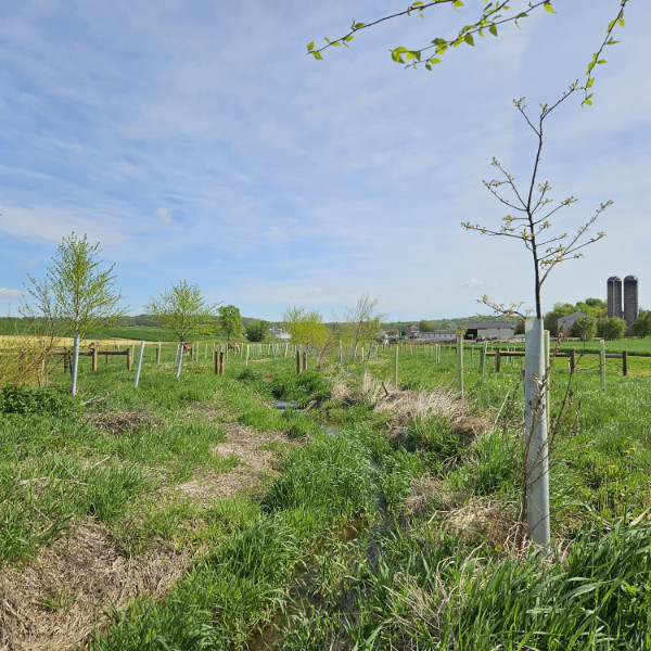 Farmland in 2025, 11 years after the riparian buffer was planted.