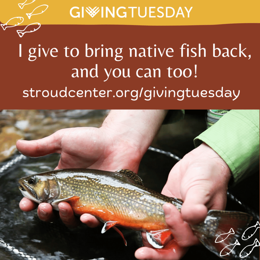 I donate to bring native fish back, and you can too!