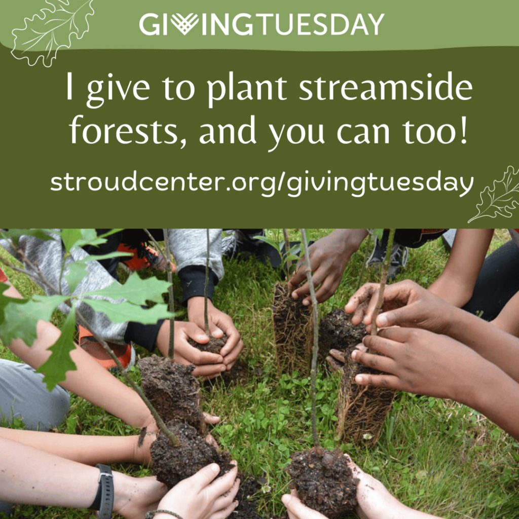 I give to plant streamside forests, and you can too!