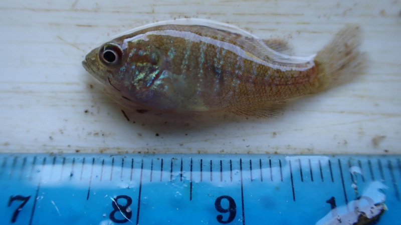 A small green sunfish is measured after being electrofished.