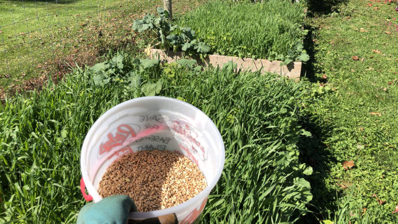 A home garden with a cover crop for soil health.
