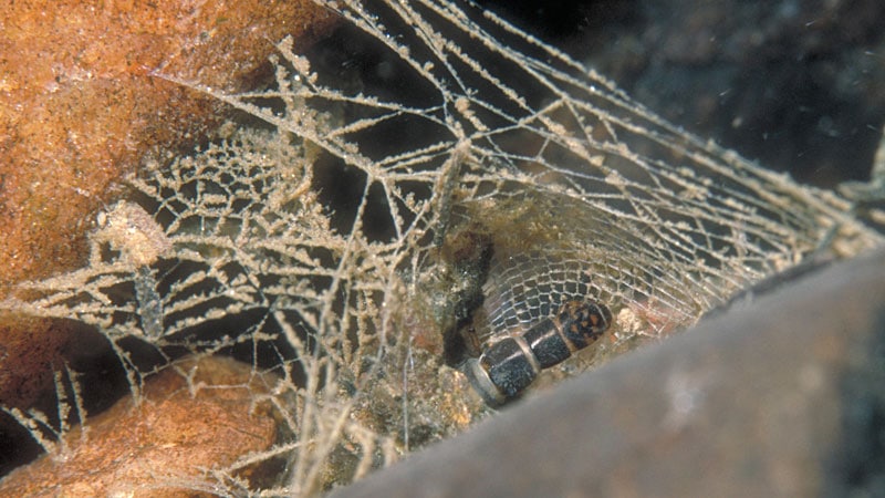 A Freshwater Rockstar: The Net-Spinning Caddisfly