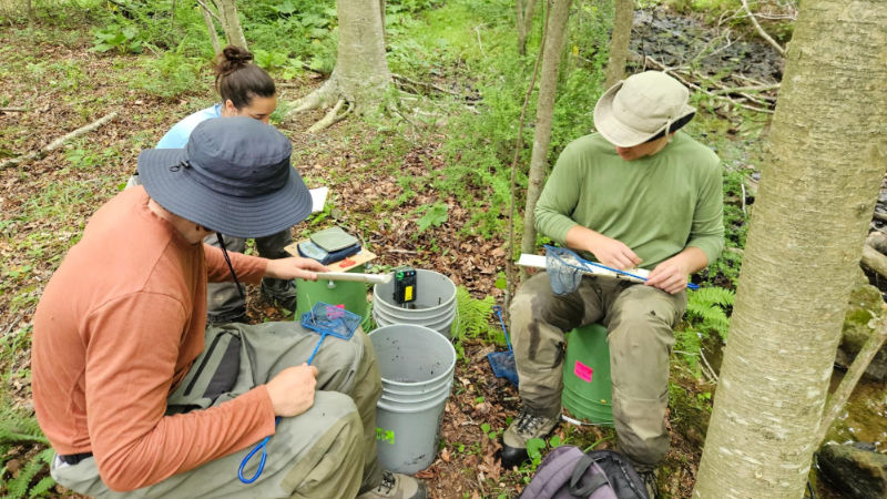 Scientists identify electrofishing samples streamside.