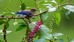 Juvenile Eastern bluebird on native pokeweed. Photo: Joshua J. Cotten, Unsplash