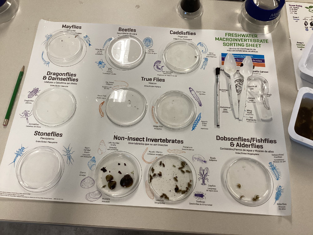 A sorting sheet used to identify macroinvertebrates from a leaf pack study.